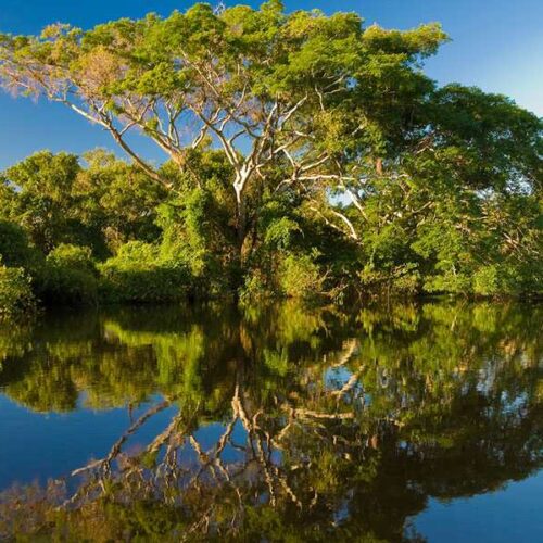 Rừng ngập mặn cần giờ