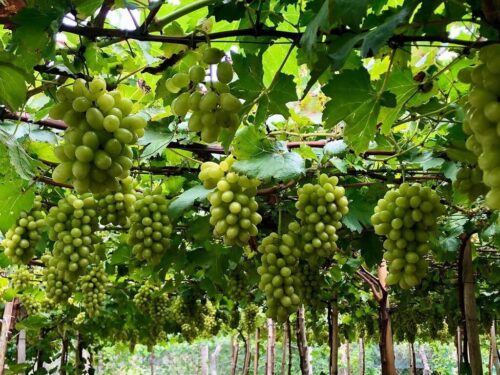 Vườn nho ba mọi