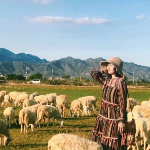 đồi cừu an hoà